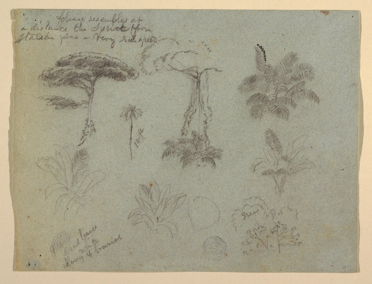 Tree Studies nähtynä Rio Magdalena, Kolumbia tekijältä Frederic Edwin Church
