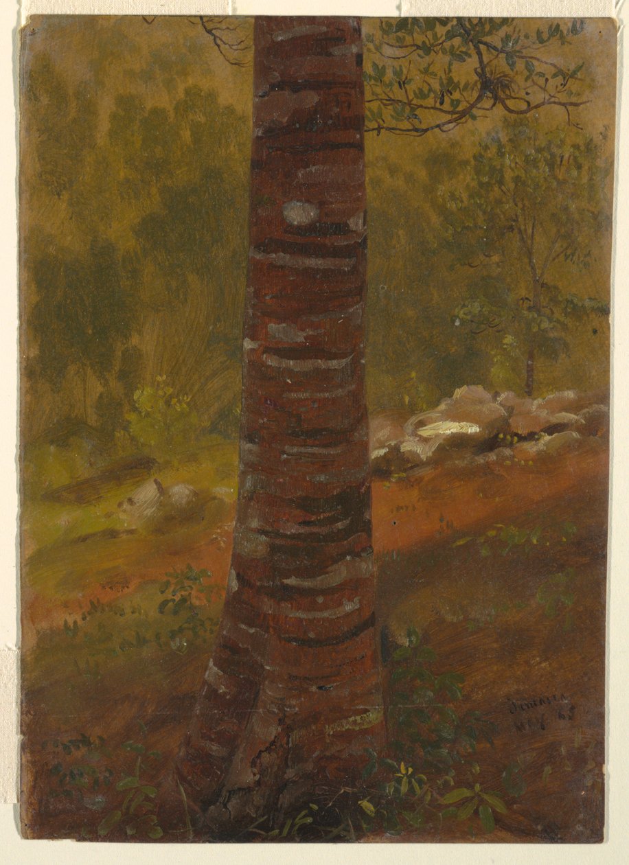 Puunrunko, Jamaika tekijältä Frederic Edwin Church