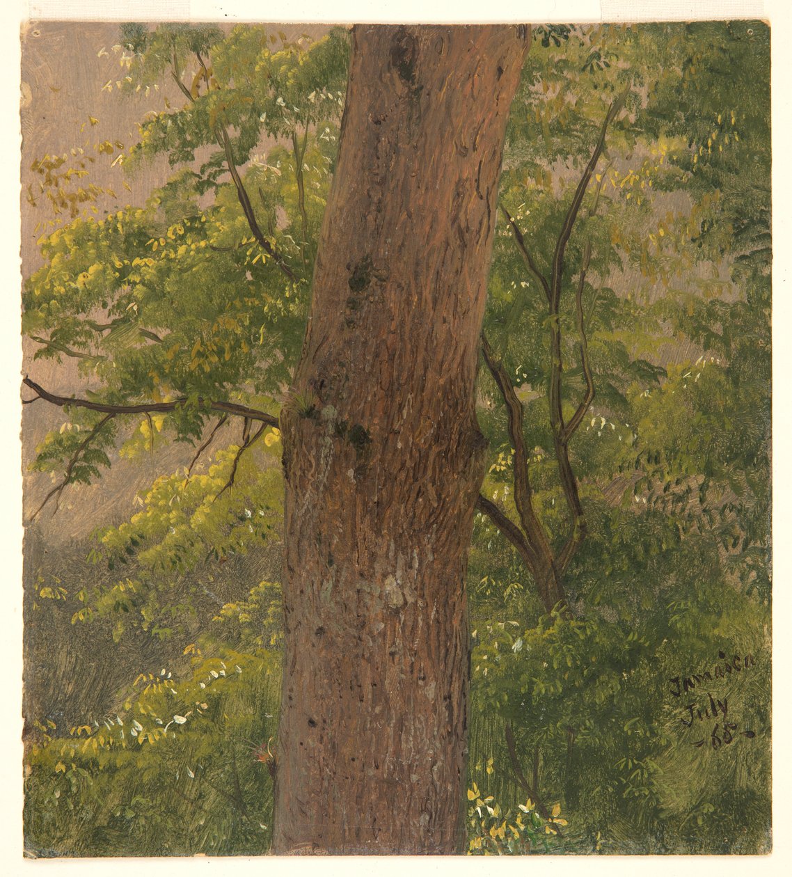 Woodland Study, Jamaika tekijältä Frederic Edwin Church