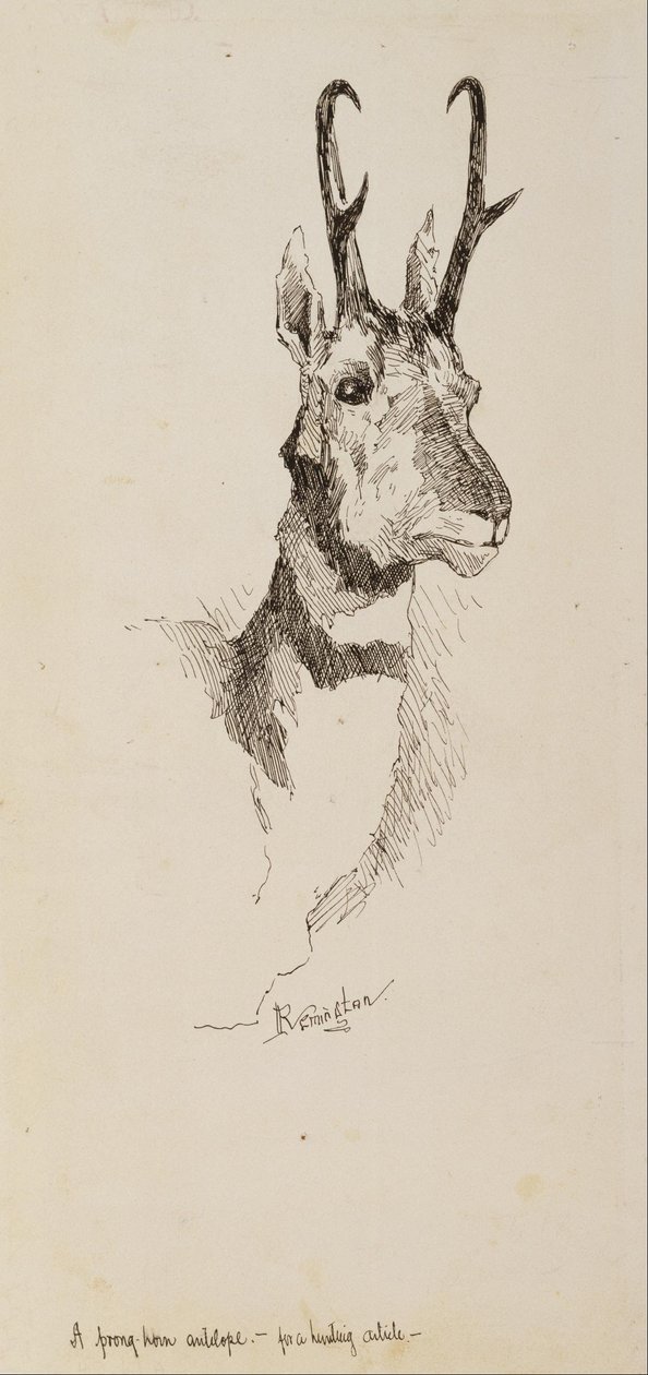 Pronghorn-antilooppi tekijältä Frederic Remington