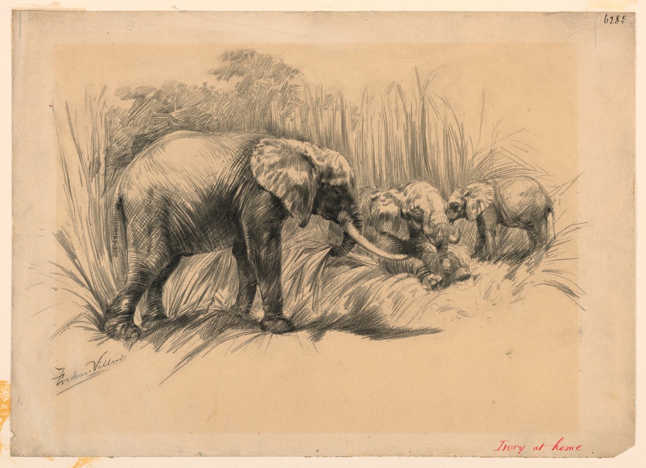 Ivory kotona tekijältä Frederic Villiers