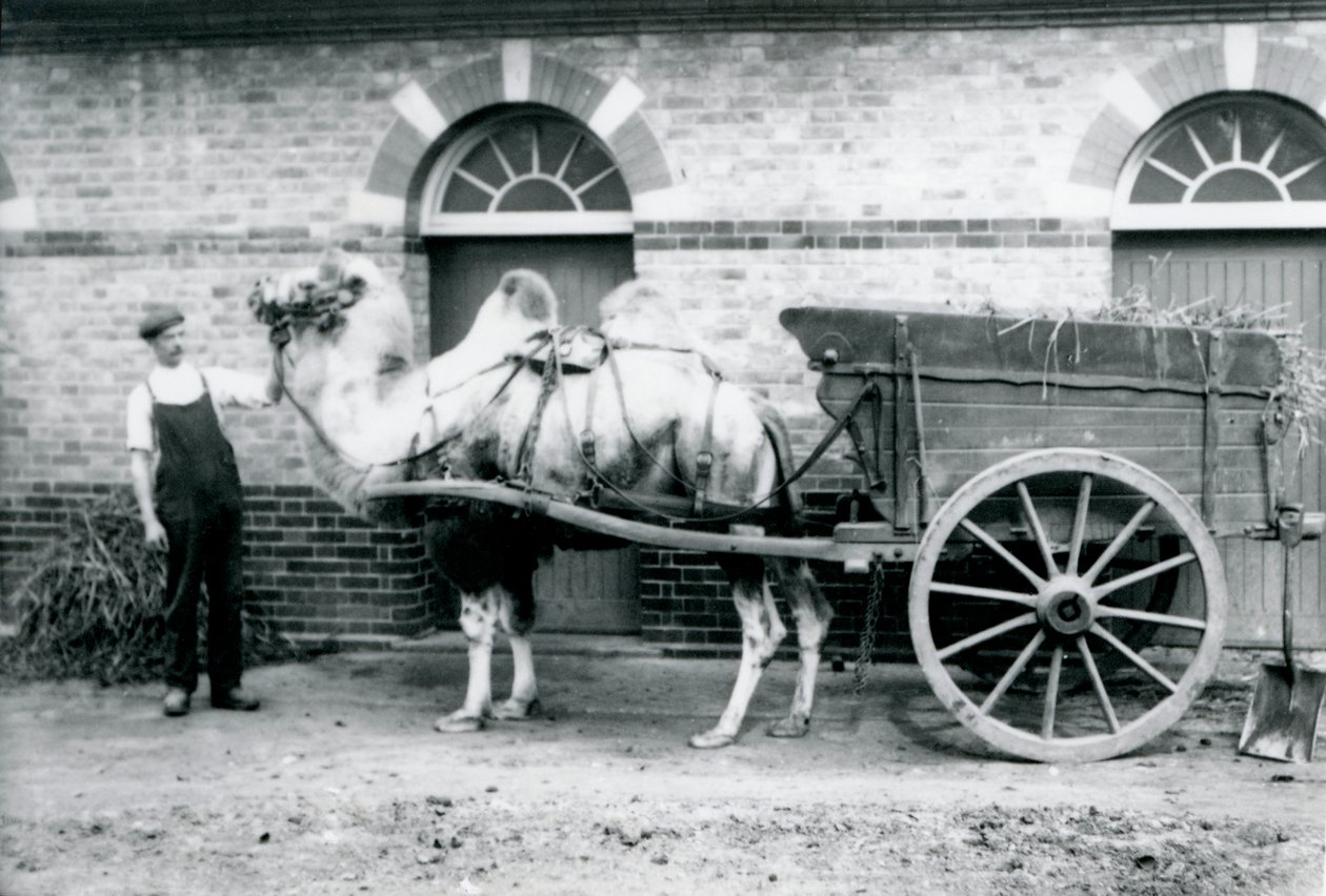 Baktriankameli vetää lantakärryä Lontoon eläintarhassa, 1913 tekijältä Frederick William Bond