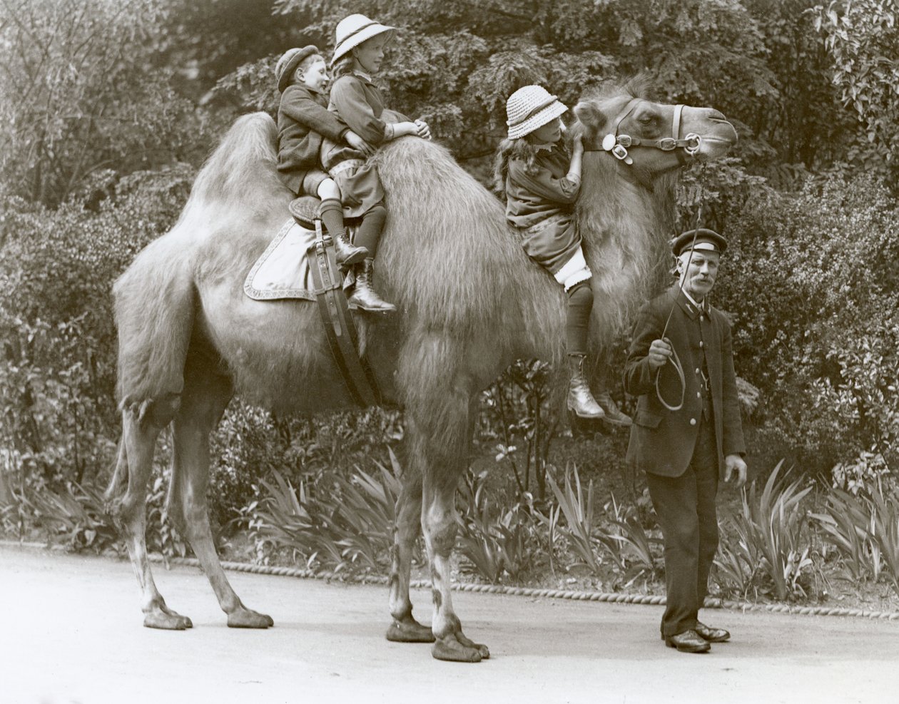 Baktrian kamelin ratsastus vartijan ja kolmen lapsen kanssa Lontoon eläintarhassa toukokuussa 1914 tekijältä Frederick William Bond