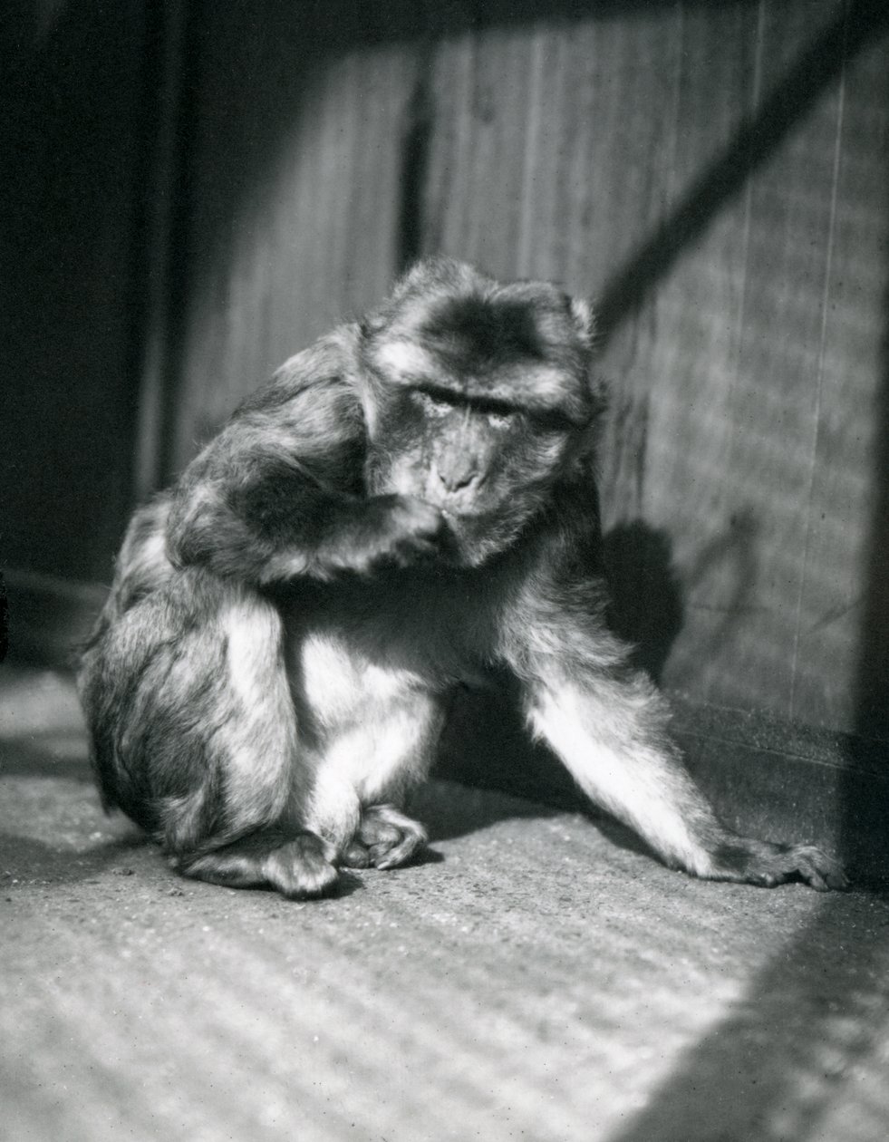 Barbary Ape Lontoon eläintarhassa maaliskuussa 1914 tekijältä Frederick William Bond