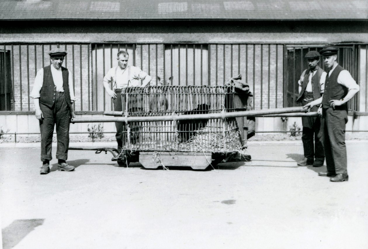 Lontoon eläintarhan pitäjät kuljettivat mustaa leopardia häkissä kesäkuussa 1922 tekijältä Frederick William Bond