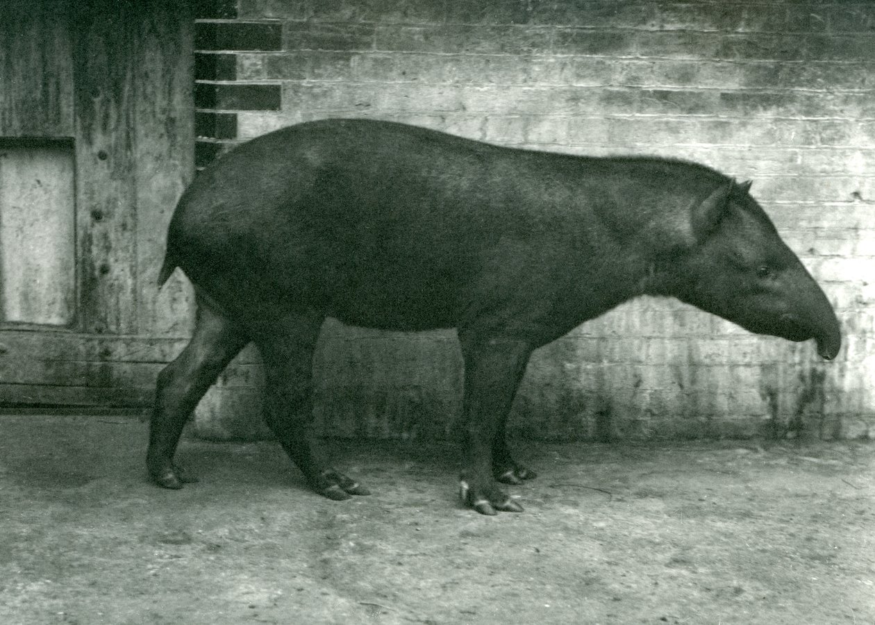 Brasilialainen tai eteläamerikkalainen tapiiri Lontoon eläintarhassa, syyskuussa 1922 (bw kuva) tekijältä Frederick William Bond