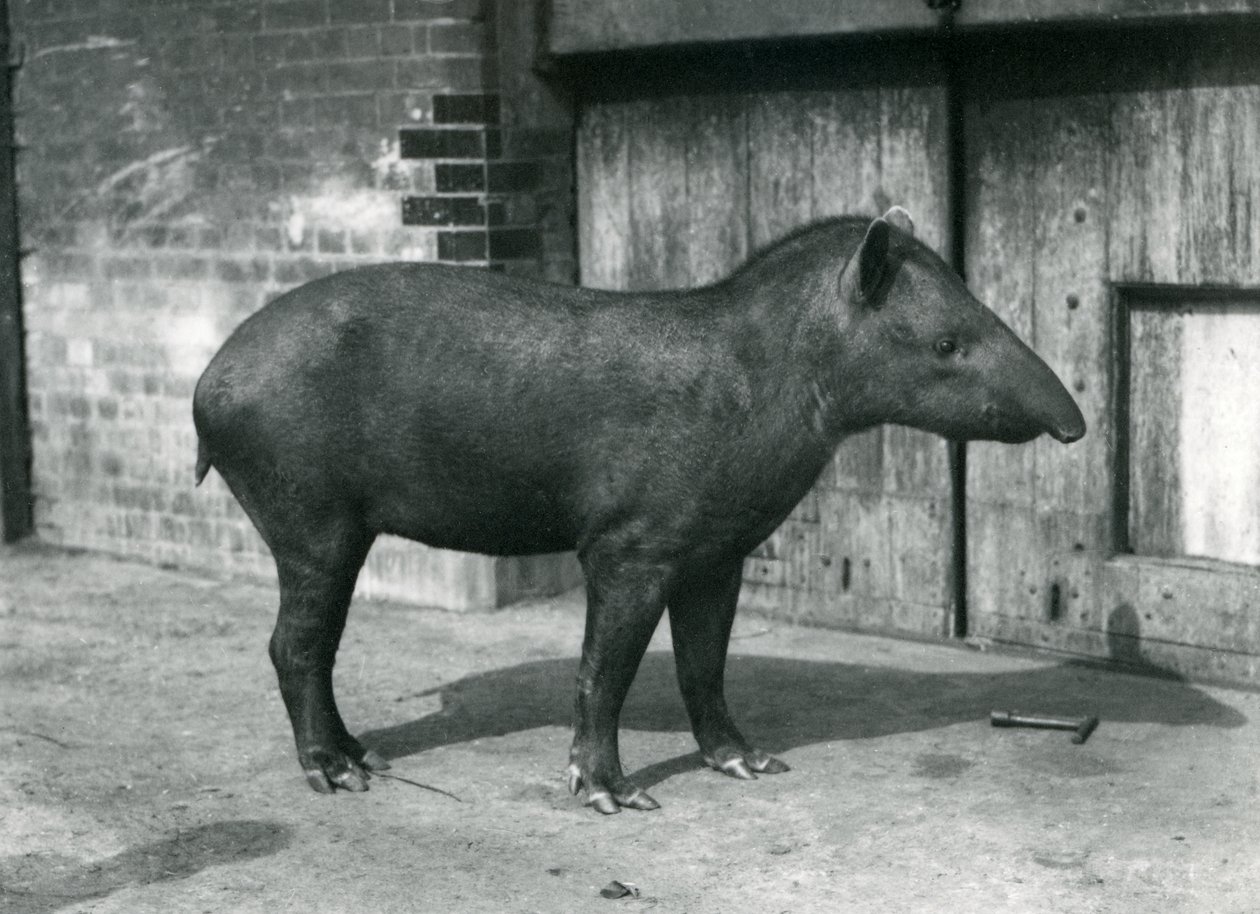 Brasilialainen tai eteläamerikkalainen tapiiri Lontoon eläintarhassa, syyskuussa 1922 (bw kuva) tekijältä Frederick William Bond