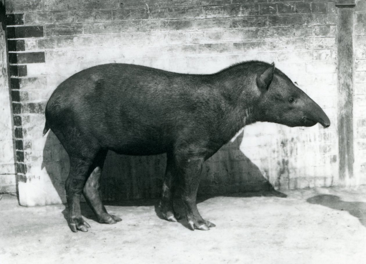 Brasilialais-eteläamerikkalainen tapiiri Lontoon eläintarhassa, lokakuu 1922. tekijältä Frederick William Bond
