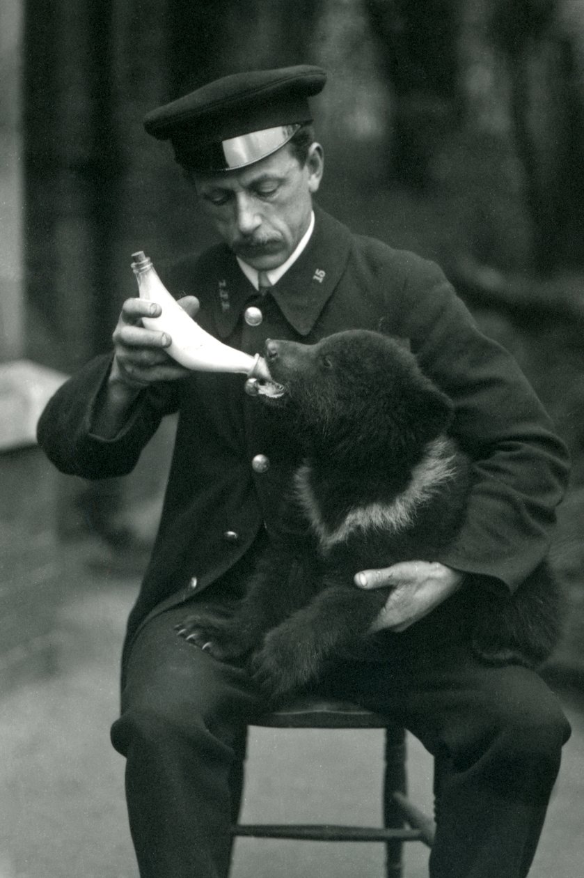 Karhunvartija Leslie Martin Flewin ruokki ruskeakarhunpentua pullosta Lontoon eläintarhassa toukokuussa 1914 tekijältä Frederick William Bond