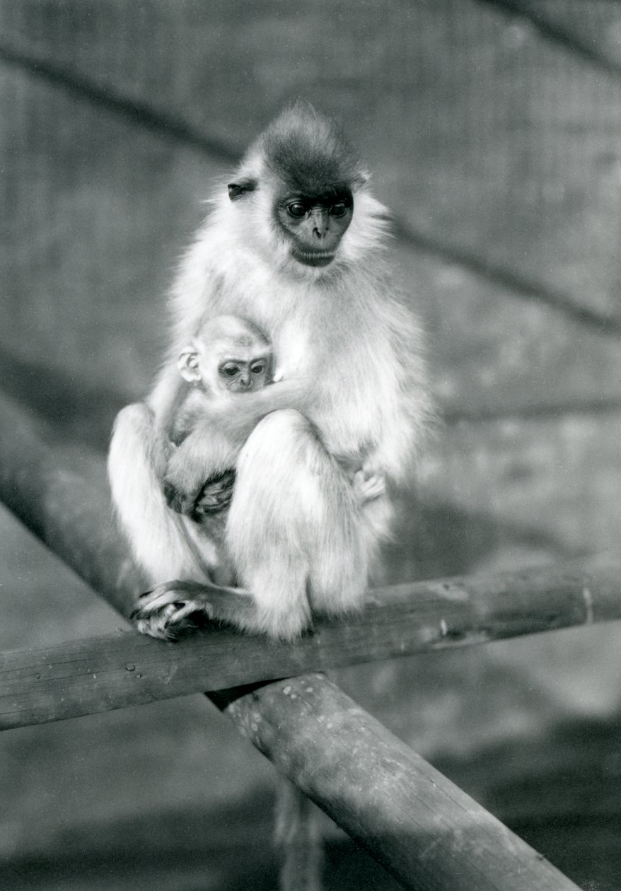 Hattuinen Langur pitelee vauvaa istuessaan palkin päällä, Lontoon eläintarha, 11. marraskuuta 1913 tekijältä Frederick William Bond