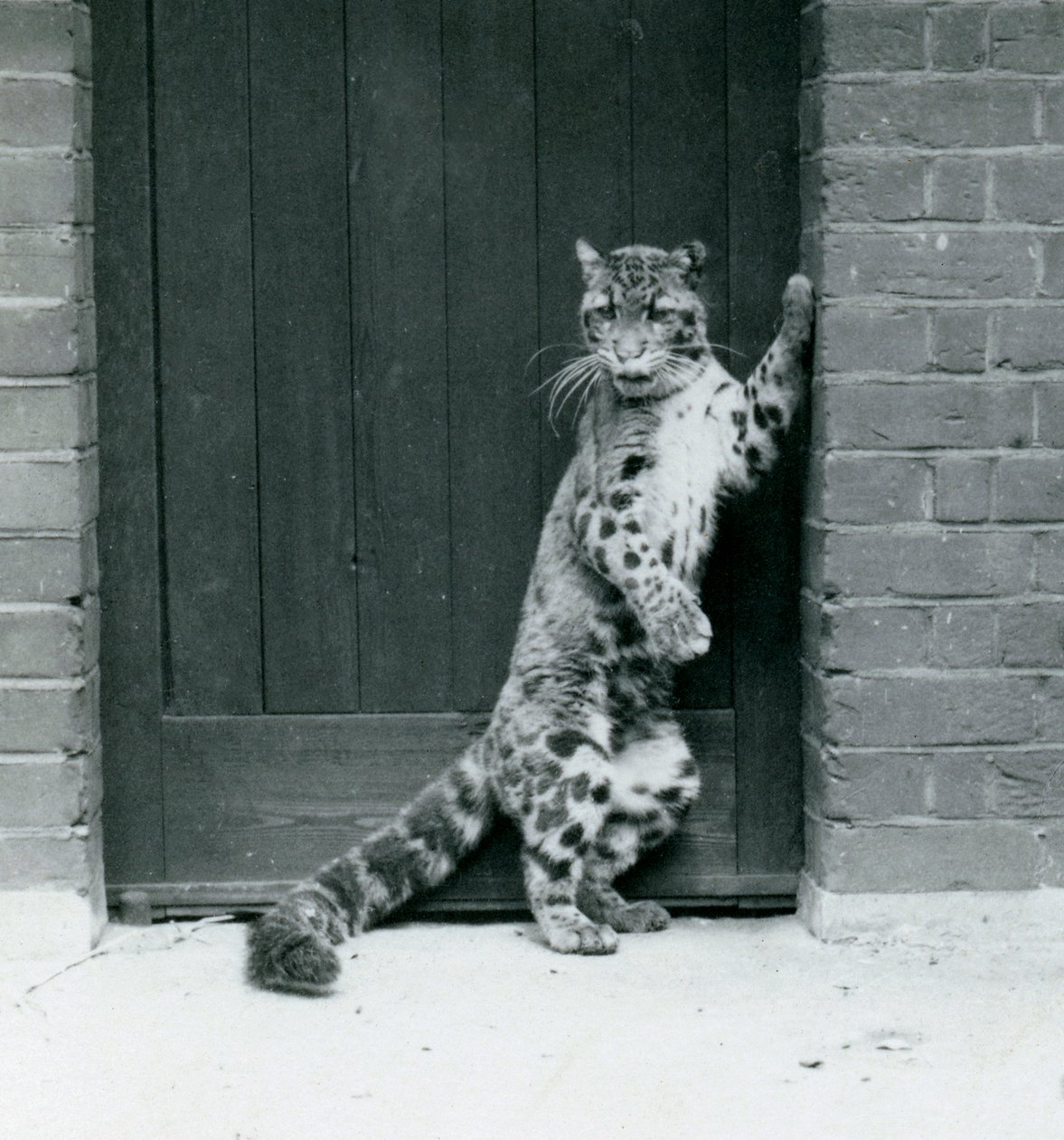 Pilvinen leopardi seisoo takajaloillaan makuuasennossa ovessa, Lontoon eläintarha, 1922 (bw kuva) tekijältä Frederick William Bond