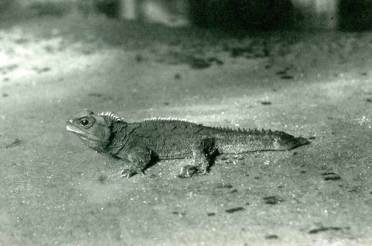 Cookin salmi eli Northern Tuatara Lontoon eläintarhassa, n. 1923 (bw kuva) tekijältä Frederick William Bond