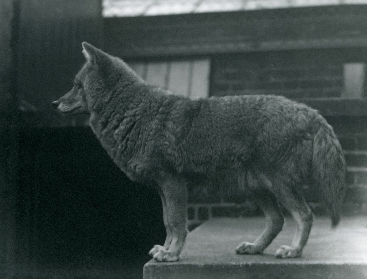 Kojootti Lontoon eläintarhassa lokakuussa 1920 tekijältä Frederick William Bond