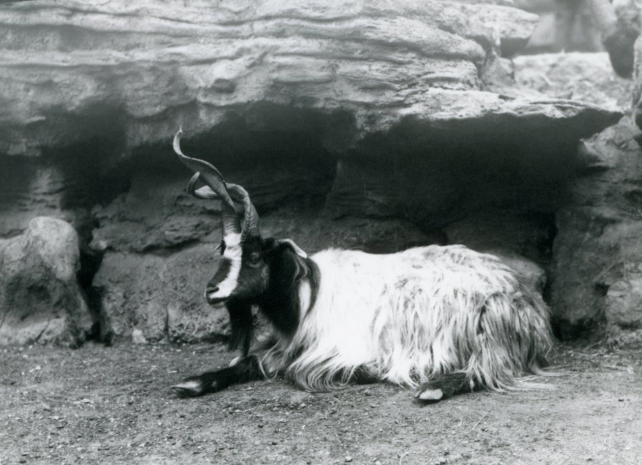 Kiharasarviinen vuohi Lontoon eläintarhassa kesäkuussa 1922 tekijältä Frederick William Bond