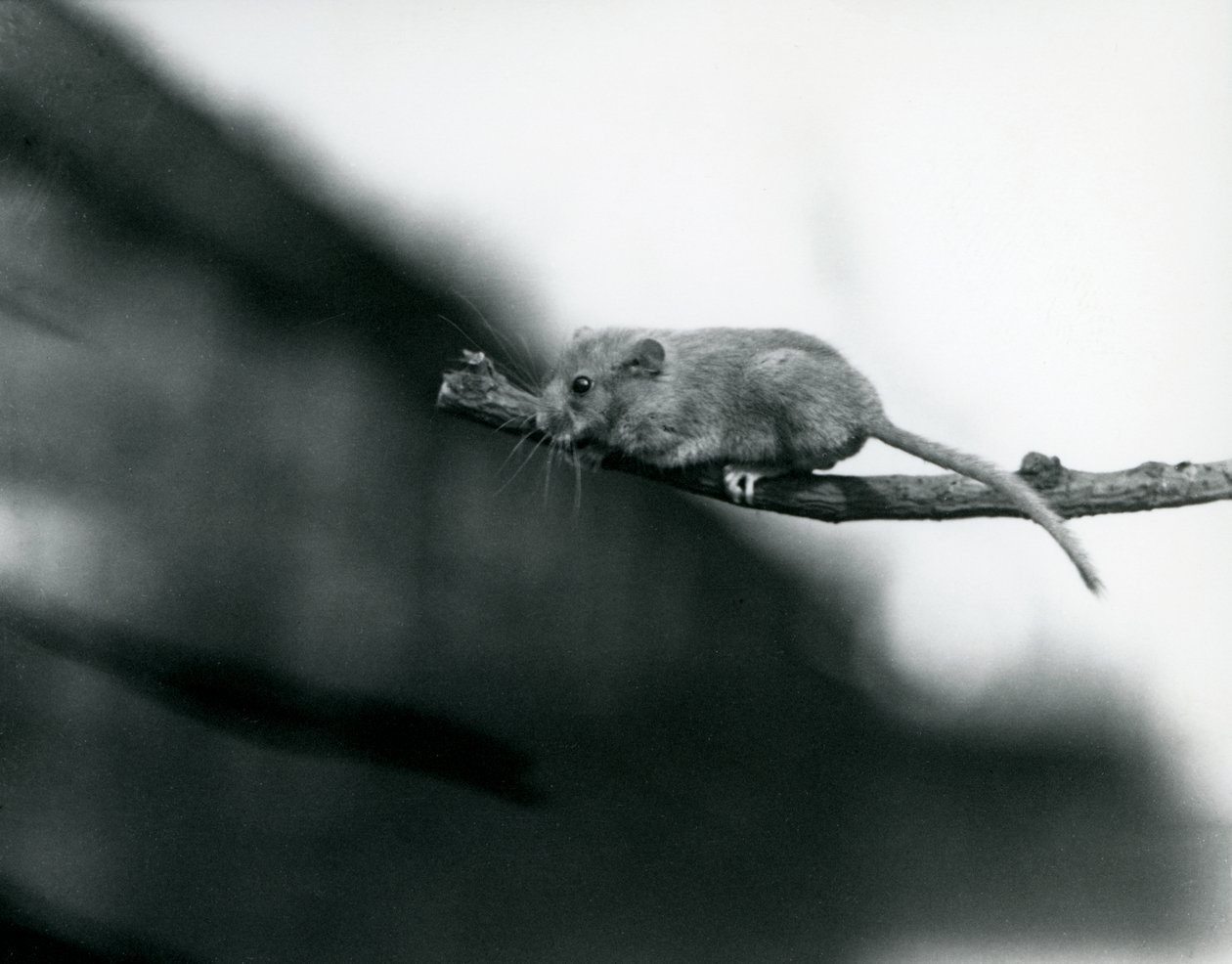 Dormouse oksalla Lontoon eläintarhassa, toukokuu 1914 bw photo tekijältä Frederick William Bond