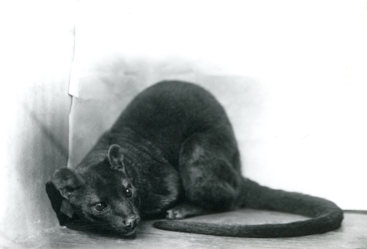 Fossa Lontoon eläintarhassa marraskuussa 1912 tekijältä Frederick William Bond