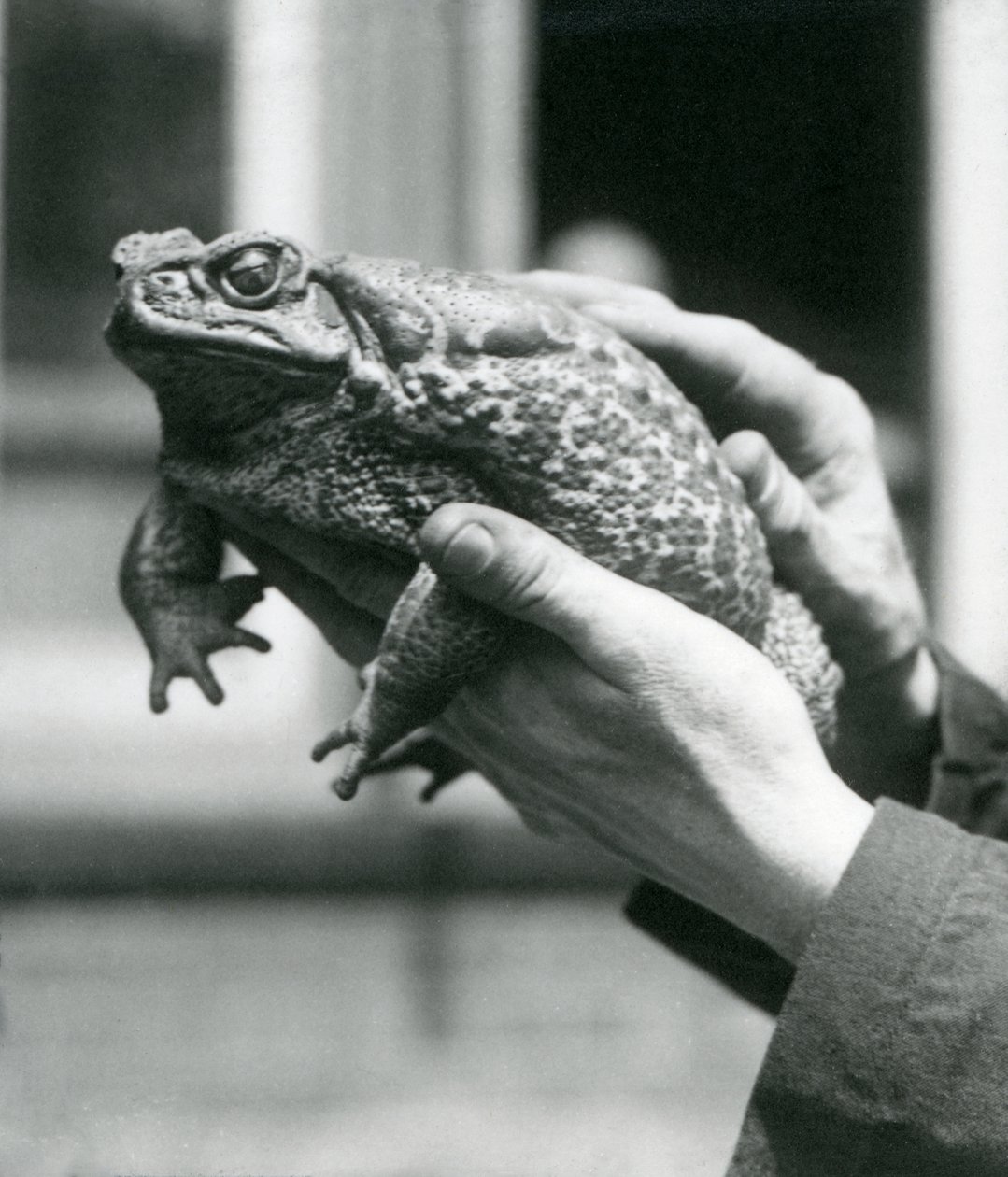 GiantCaneMarine Rupikonnaa pidetään pitäjiensä käsissä, Lontoon eläintarha, elokuu 1923 (bw kuva) tekijältä Frederick William Bond