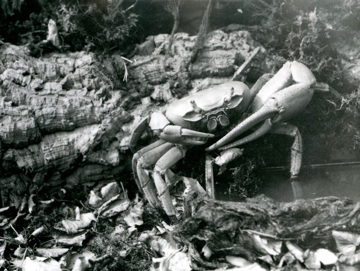Maarapu Lontoon eläintarhassa toukokuussa 1922 tekijältä Frederick William Bond