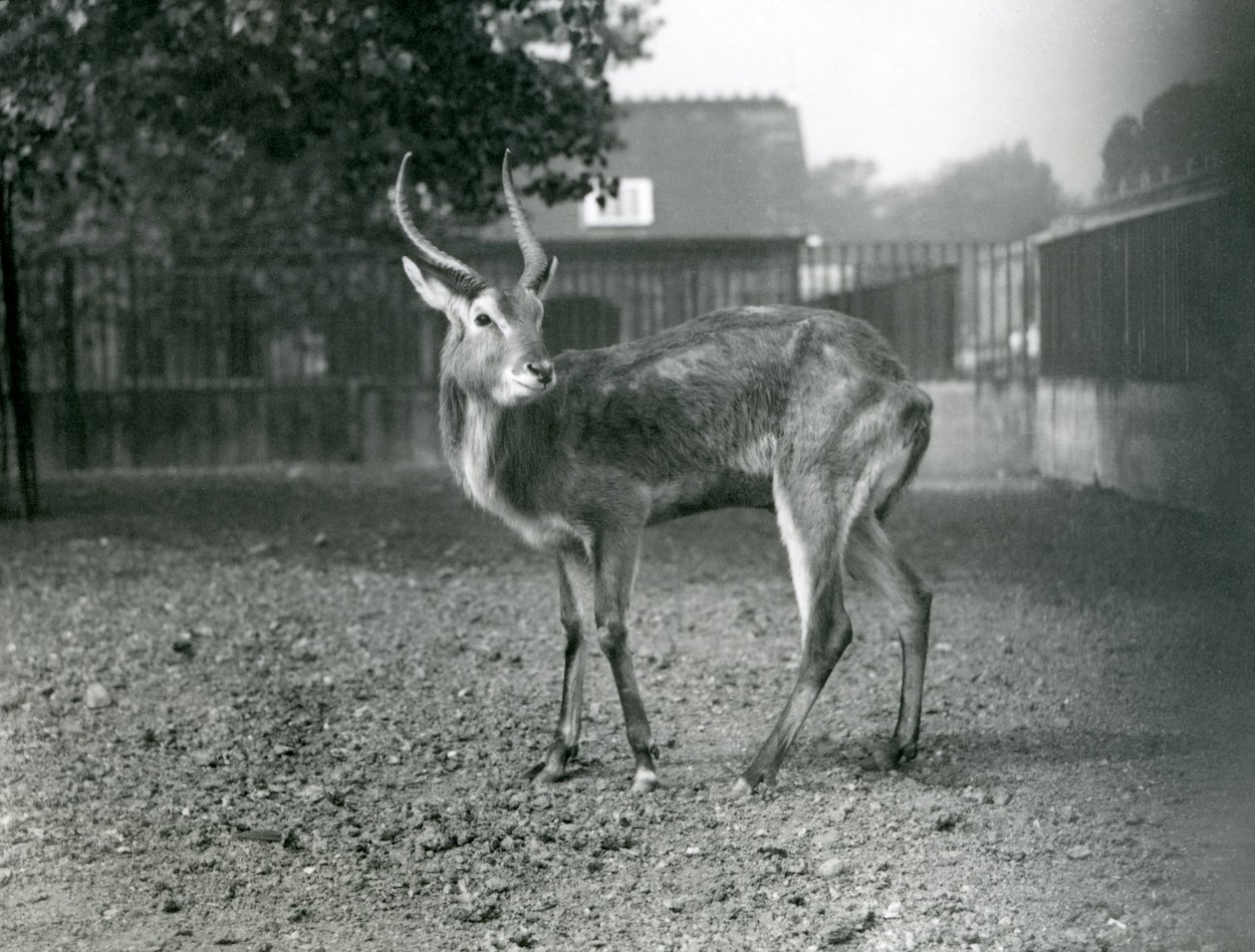 Lechwe Lontoon eläintarhassa syyskuussa 1921 tekijältä Frederick William Bond