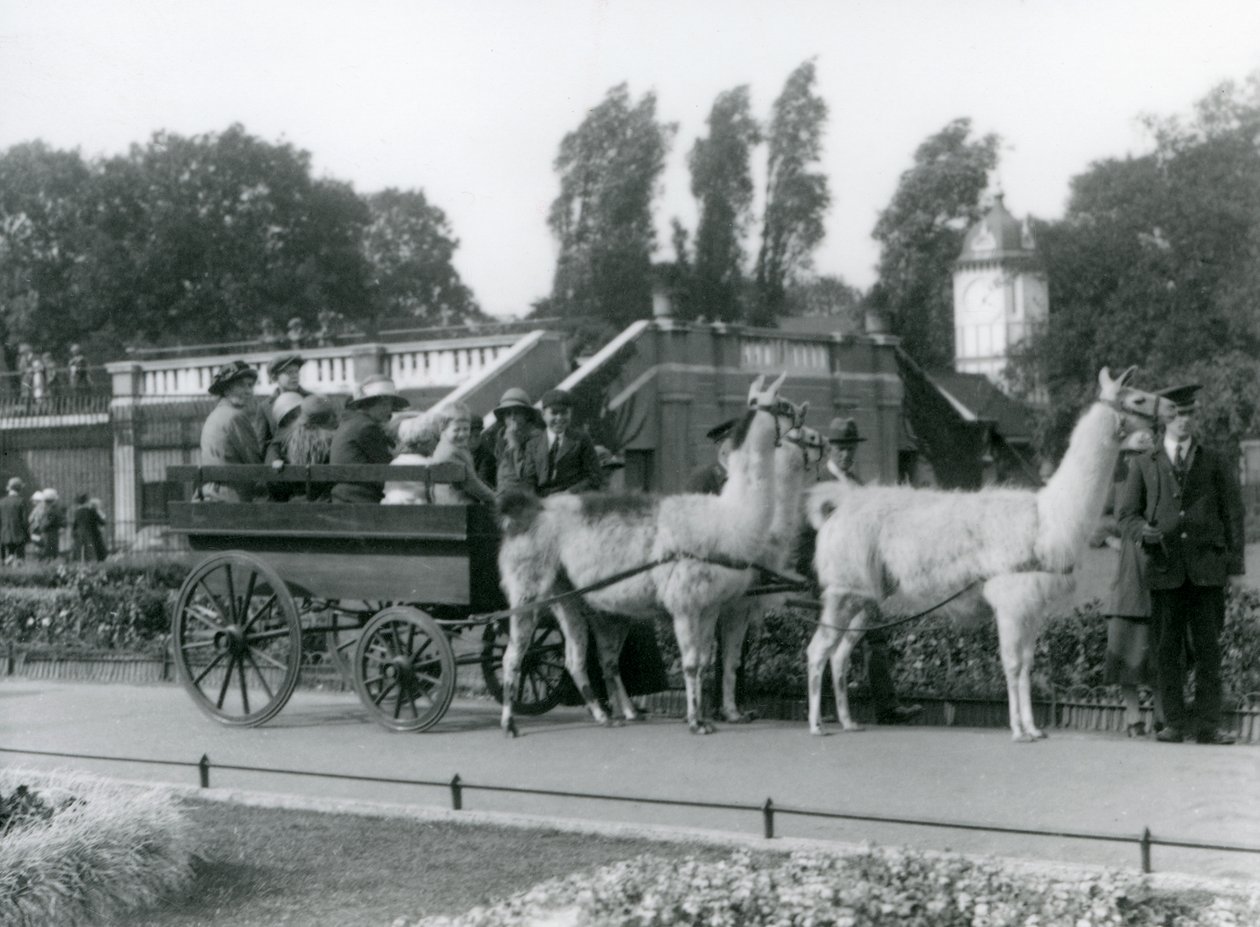 Laamakärryajelu vierailijoille, kolme laamaa eläintenhoitajien johdolla, Lontoon eläintarha, elokuu 1923 (svetokuvassa). tekijältä Frederick William Bond