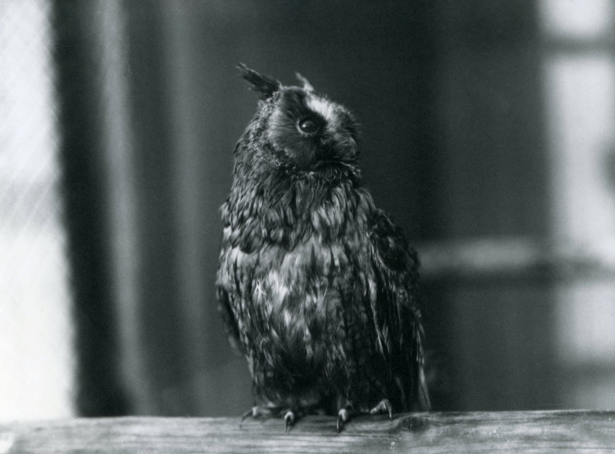 Pitkäkorvapöllö Lontoon eläintarhassa tammikuussa 1922 tekijältä Frederick William Bond