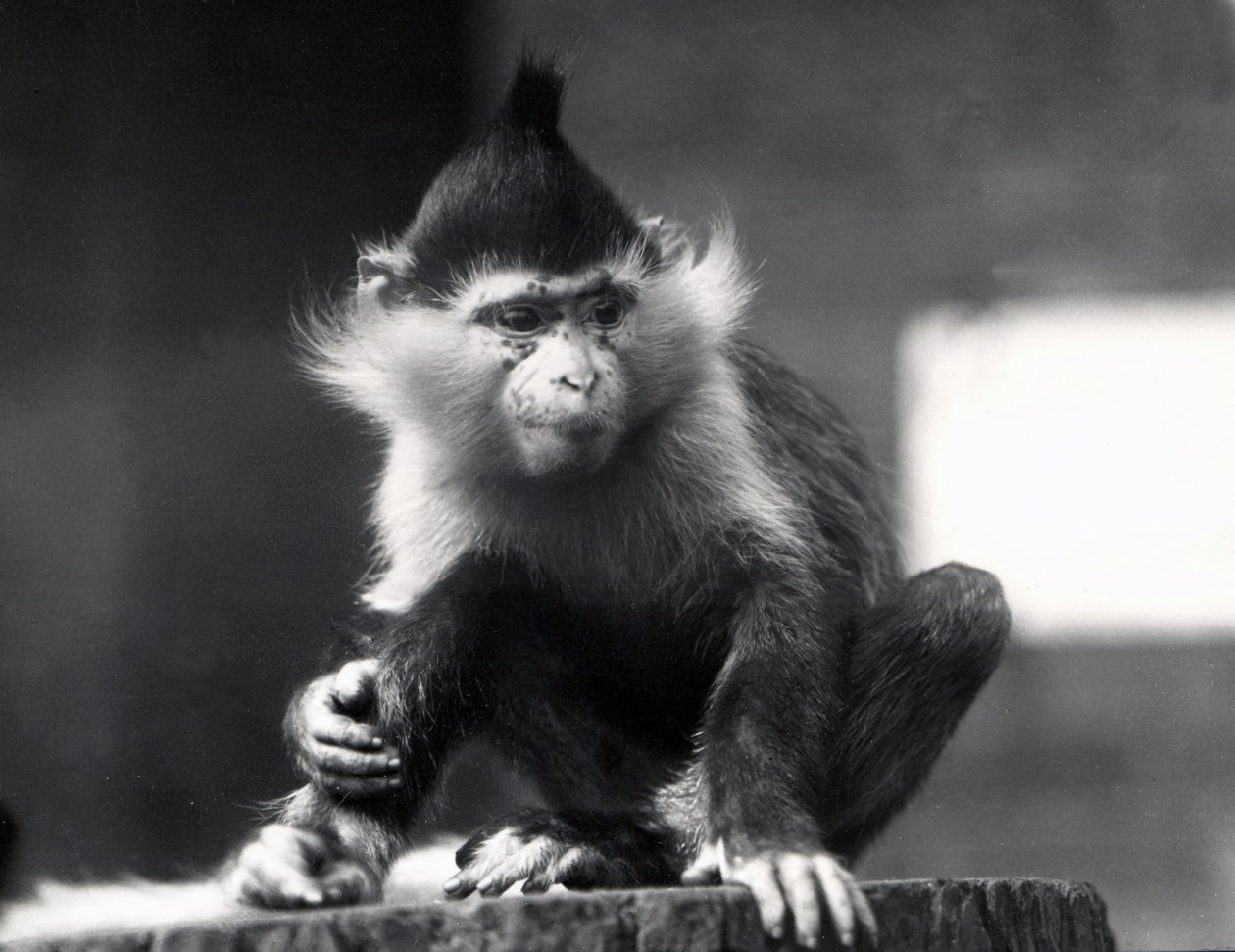 Mangabey-apina, Freckles, ZSL Lontoon eläintarhassa, heinäkuusta 1925 tekijältä Frederick William Bond