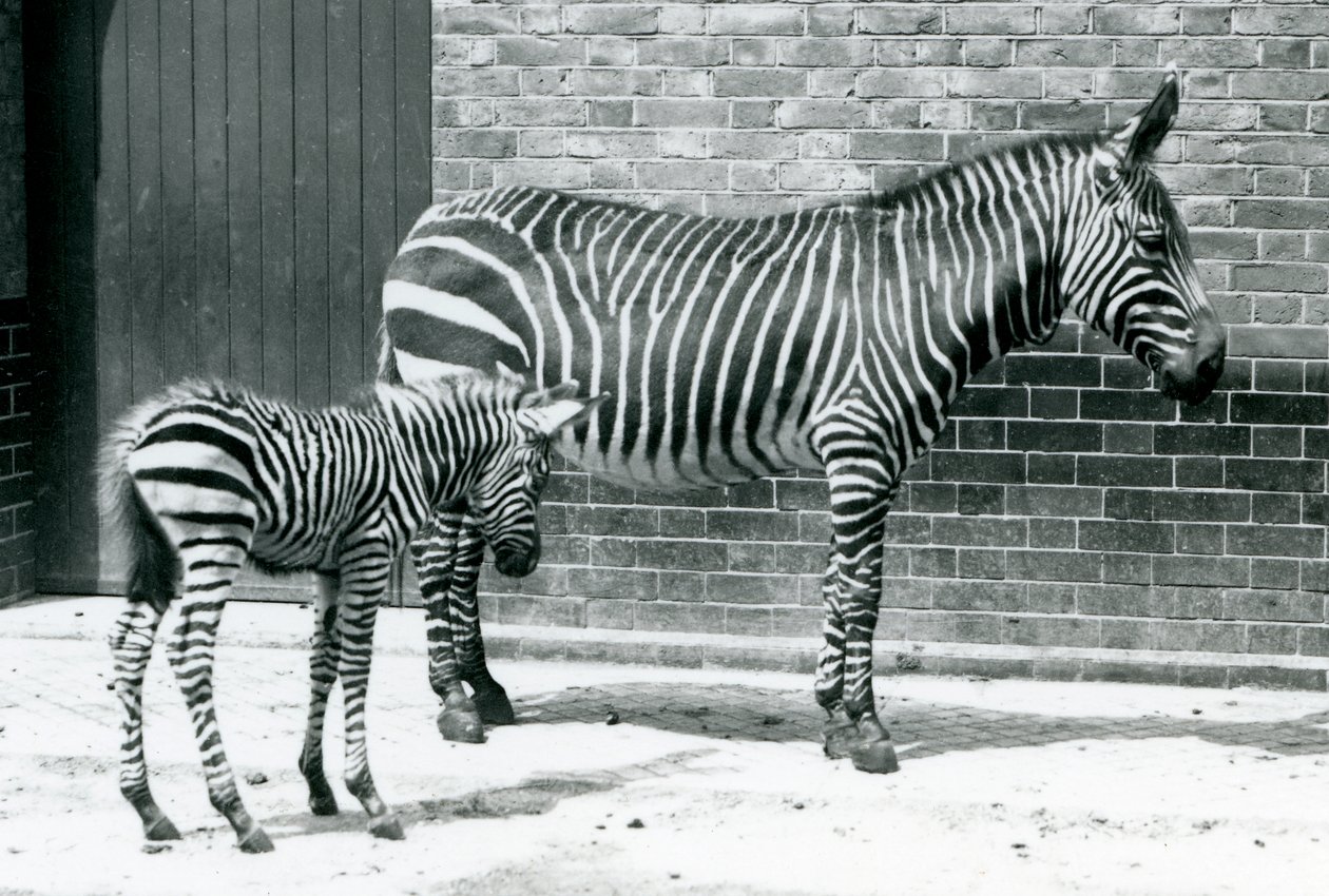 Vuoriseepra ja sen hybridivarsa (Chapmanin seepra x vuoriseepra) Lontoon eläintarhassa, 1915. tekijältä Frederick William Bond