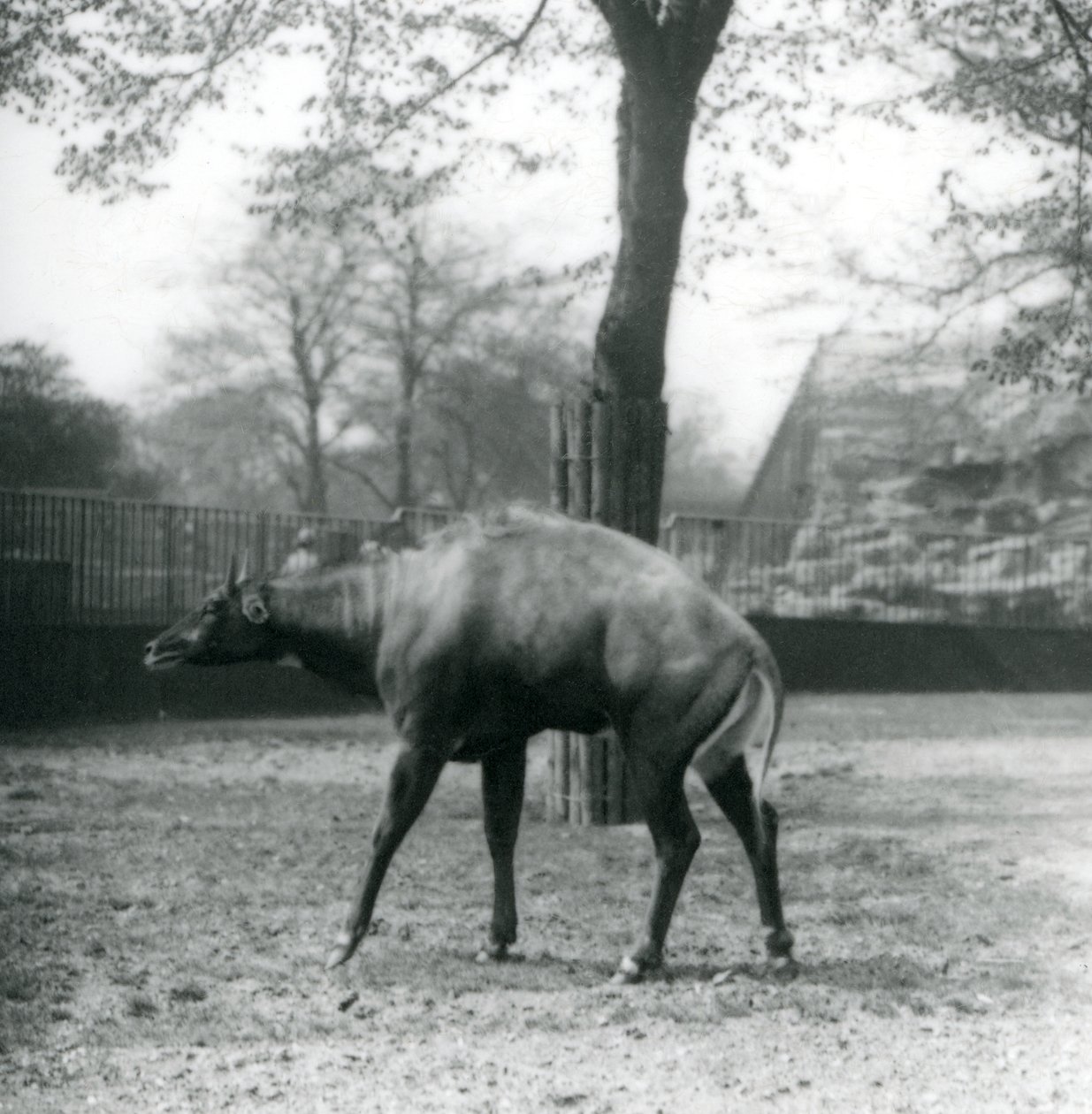 Nilgai eli Aasian antilooppi Lontoon eläintarhassa huhtikuussa 1923 (bw kuva) tekijältä Frederick William Bond