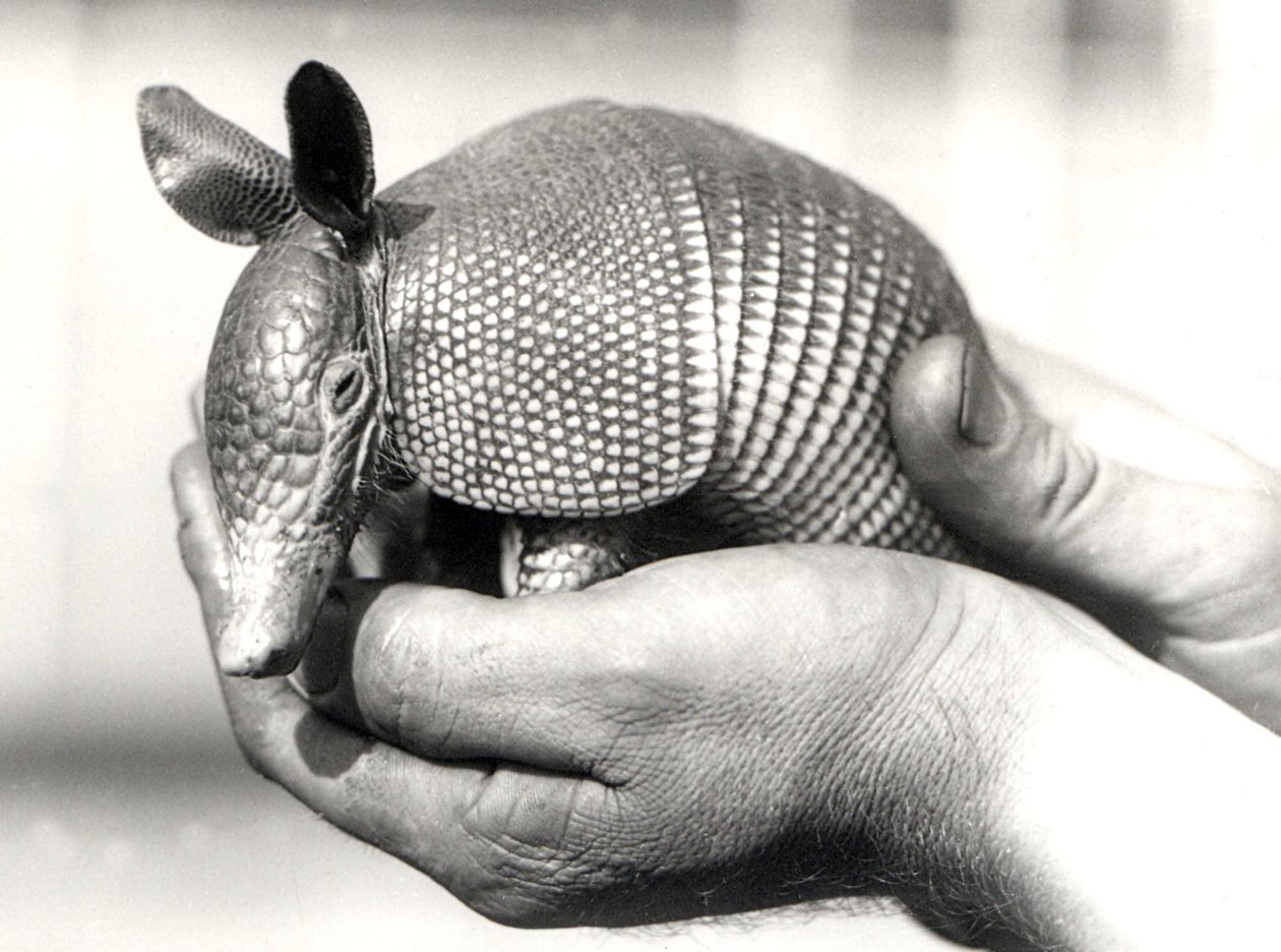 Yhdeksännauhainen armadillo tai yhdeksänraitainen pitkänokkainen armadillo, noin elokuussa 1926 tekijältä Frederick William Bond