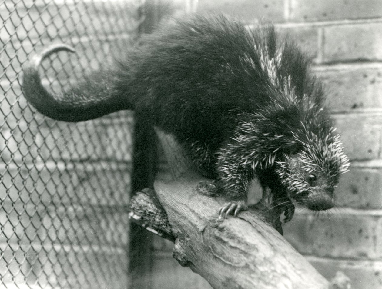 Pohjois-Amerikan porcupine, oksalla aitassaan Lontoon eläintarhassa vuonna 1923 (bw kuva) tekijältä Frederick William Bond