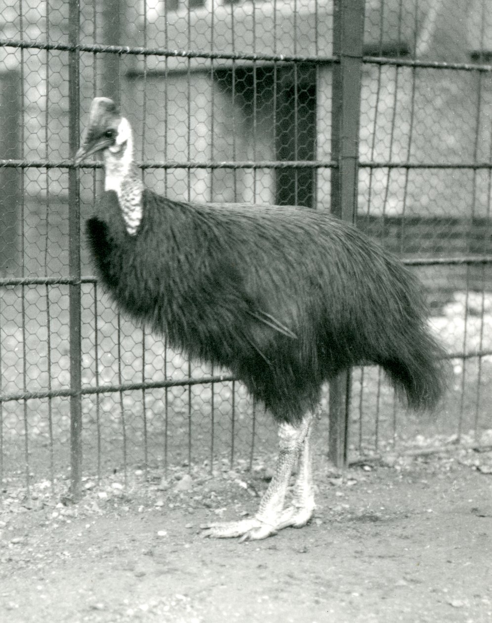 Northern Cassowary Lontoon eläintarhassa lokakuussa 1914 tekijältä Frederick William Bond