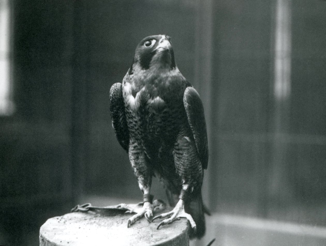 Peregrine Falcon Lontoon eläintarhassa tammikuussa 1922 tekijältä Frederick William Bond