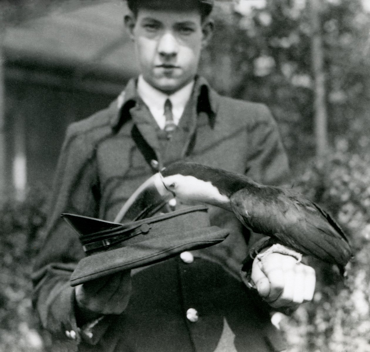 Punatukkatukaani nostaa lipun hatusta, jota pitää hoitaja C. Hersey, Lontoon eläintarha, 1923 (svetokuvassa). tekijältä Frederick William Bond