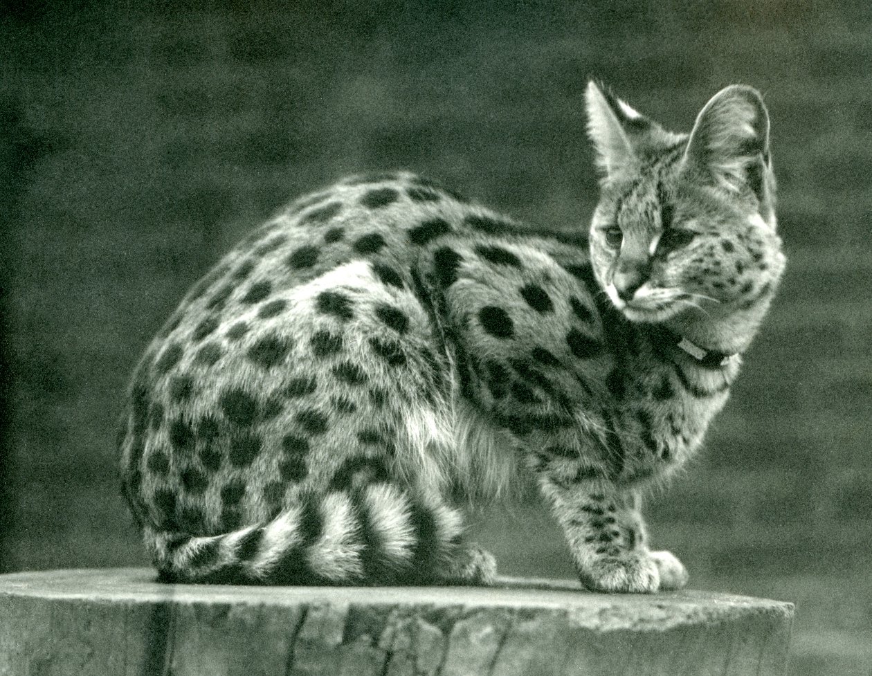 Serval Lontoon eläintarhassa, 1923 (bw kuva) tekijältä Frederick William Bond