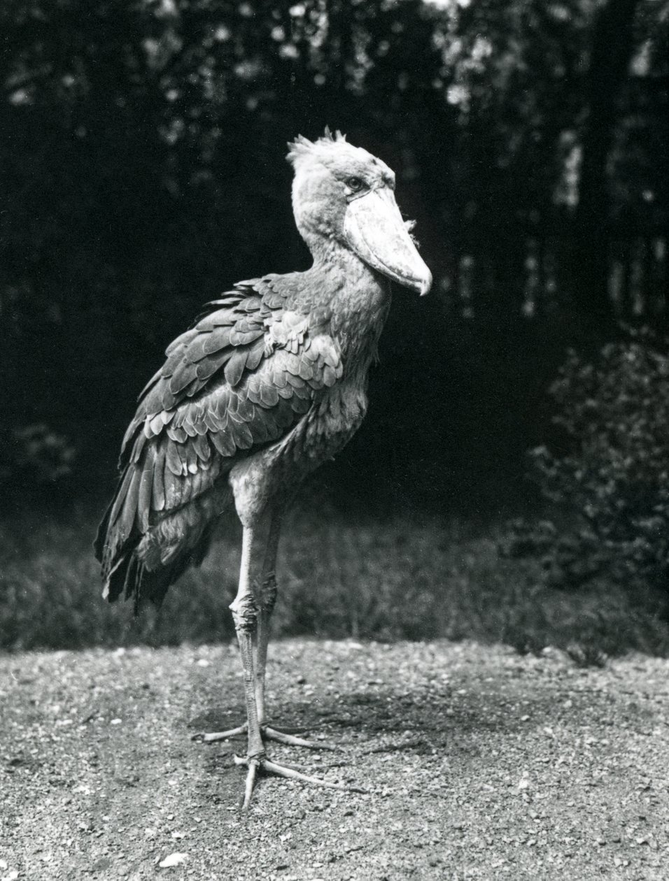Shoebill tai valashaikara Lontoon eläintarhassa, kesäkuu 1914 tekijältä Frederick William Bond