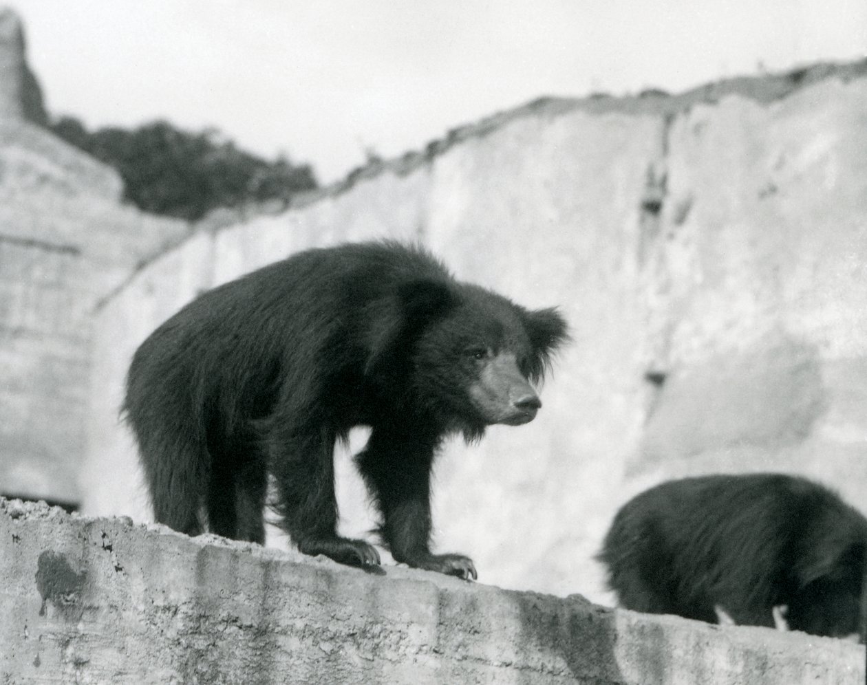 Sloth Bear katsoo alas aitauksestaan Mappin Terracesin edessä, Lontoon eläintarha, syyskuu 1914 (vw-kuva) tekijältä Frederick William Bond