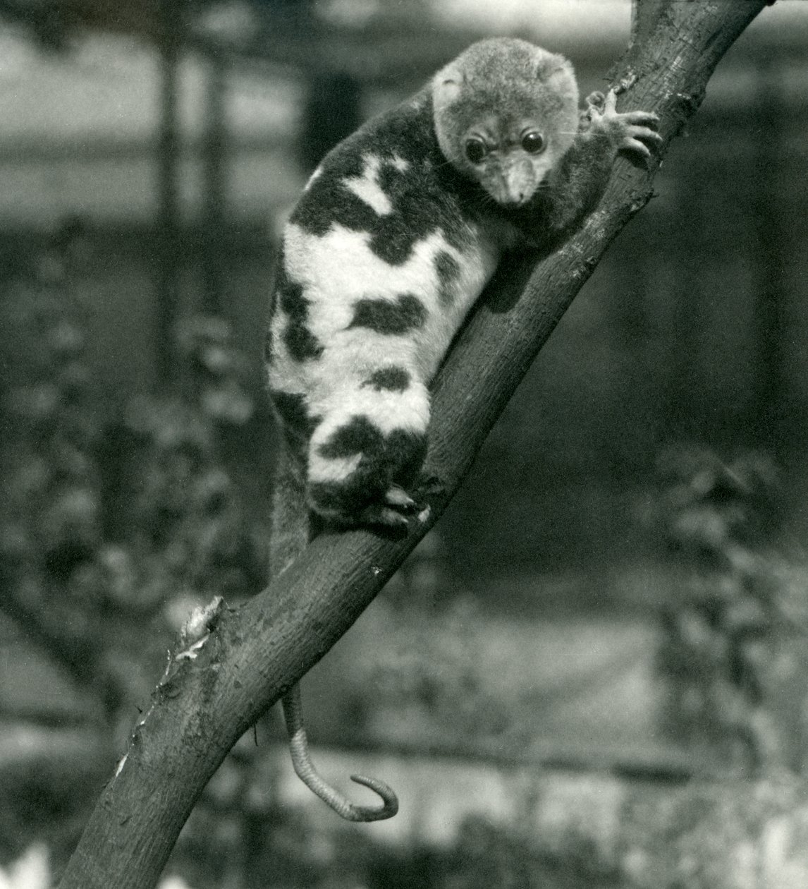 Täplikäs Cuscus katselee alas Lontoon eläintarhan haarasta syyskuussa 1914 tekijältä Frederick William Bond