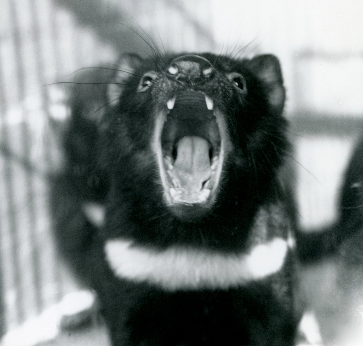 Tasmanian paholainen Lontoon eläintarhassa syyskuussa 1914 tekijältä Frederick William Bond