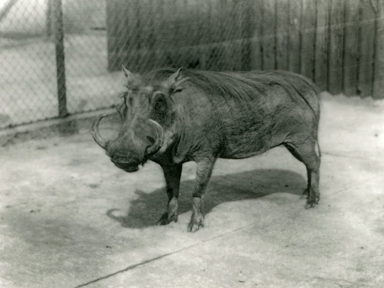 A Warthog, Lontoon eläintarha, 1923 (bw kuva) tekijältä Frederick William Bond
