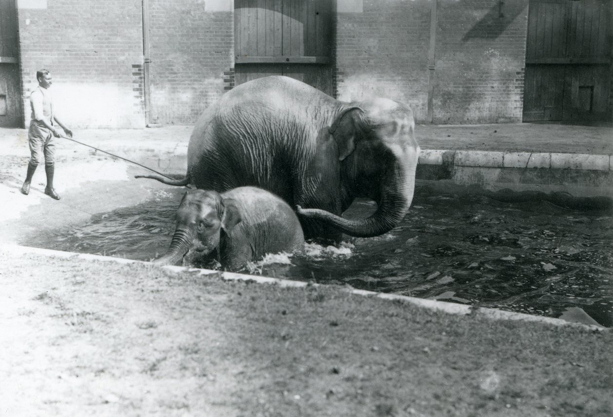 Aasiannorsunvauva ja aikuinen naaras Lukhi kylpemässä uima-altaassa valmentajansa kanssa altaan reunassa, 1923 (bw kuva) tekijältä Frederick William Bond