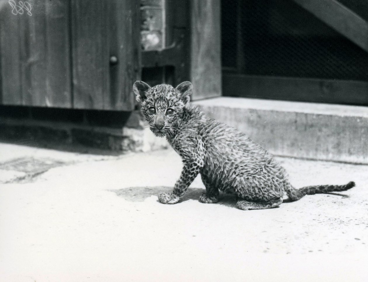 Leopardinvauva Lontoon eläintarhassa kesäkuussa 1915 tekijältä Frederick William Bond