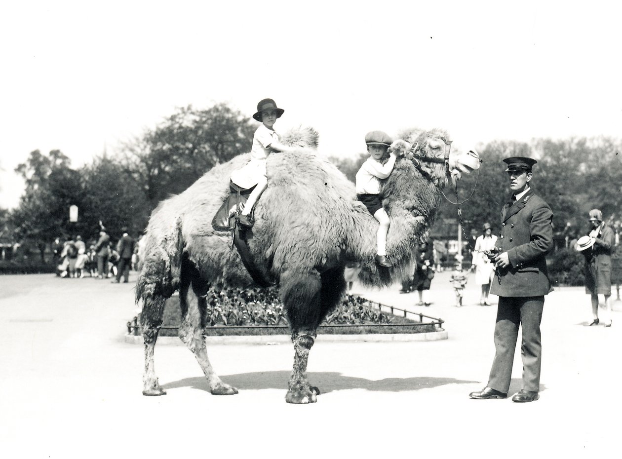 Kameliratsastus ZSL Lontoon eläintarhassa syyskuussa 1928 tekijältä Frederick William Bond