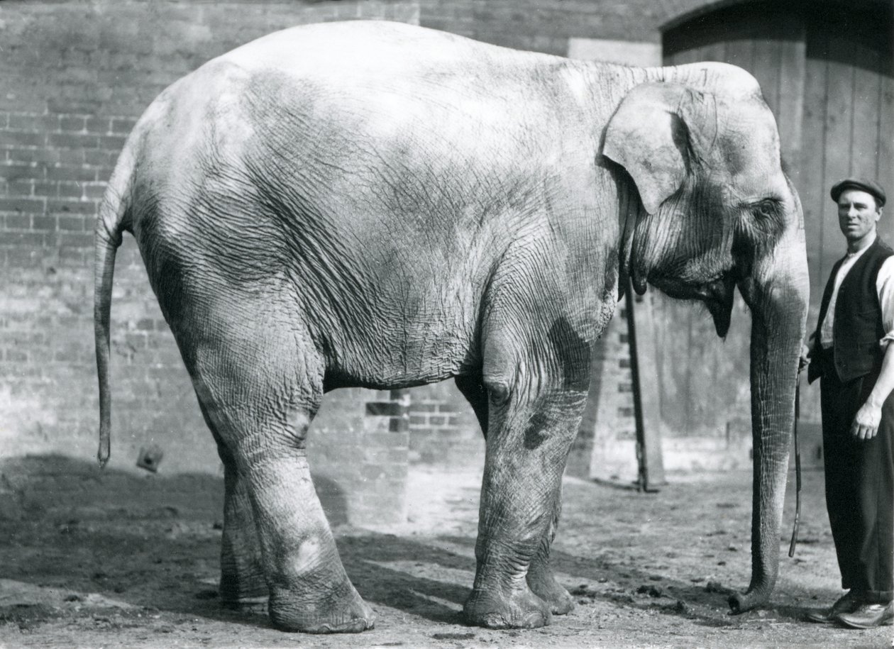 Naaras intialainen norsu "Nellie", pitäjä Watersonin kanssa Lontoon eläintarhassa huhtikuussa 1914 tekijältä Frederick William Bond