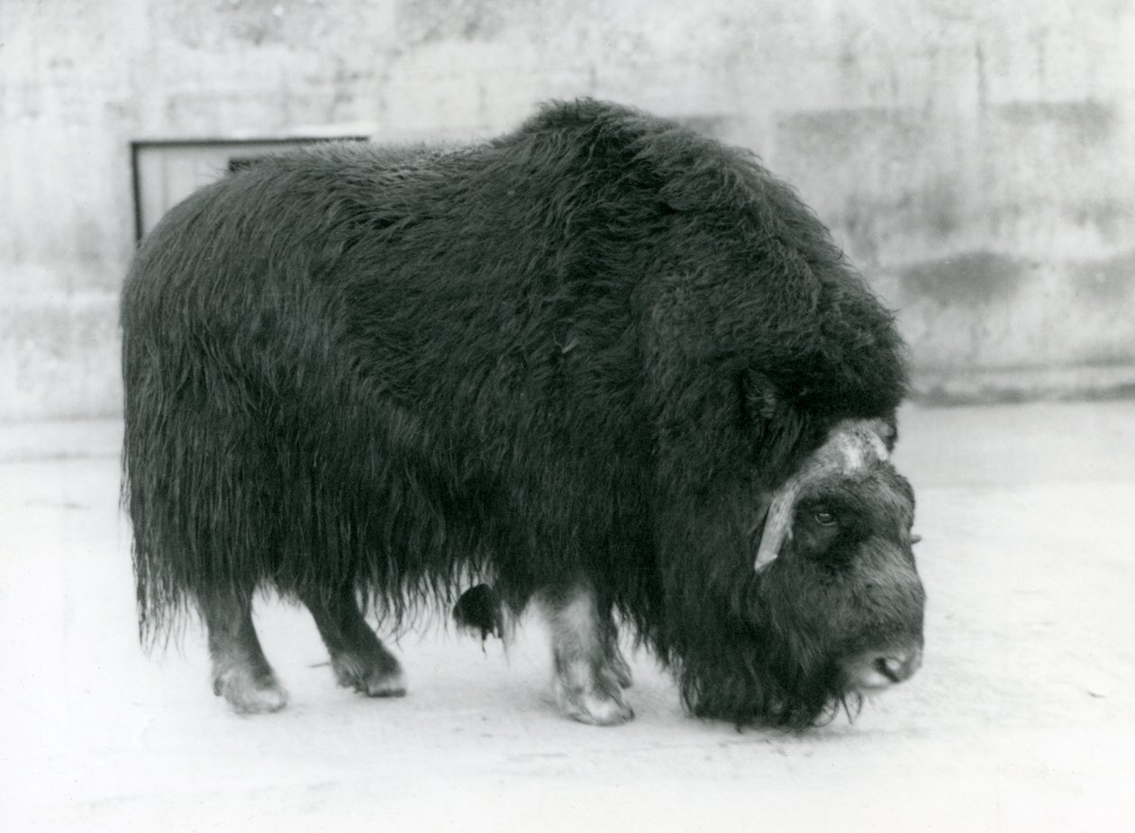 Naaras myskihärkä Lontoon eläintarhassa huhtikuussa 1923 (bw kuva) tekijältä Frederick William Bond