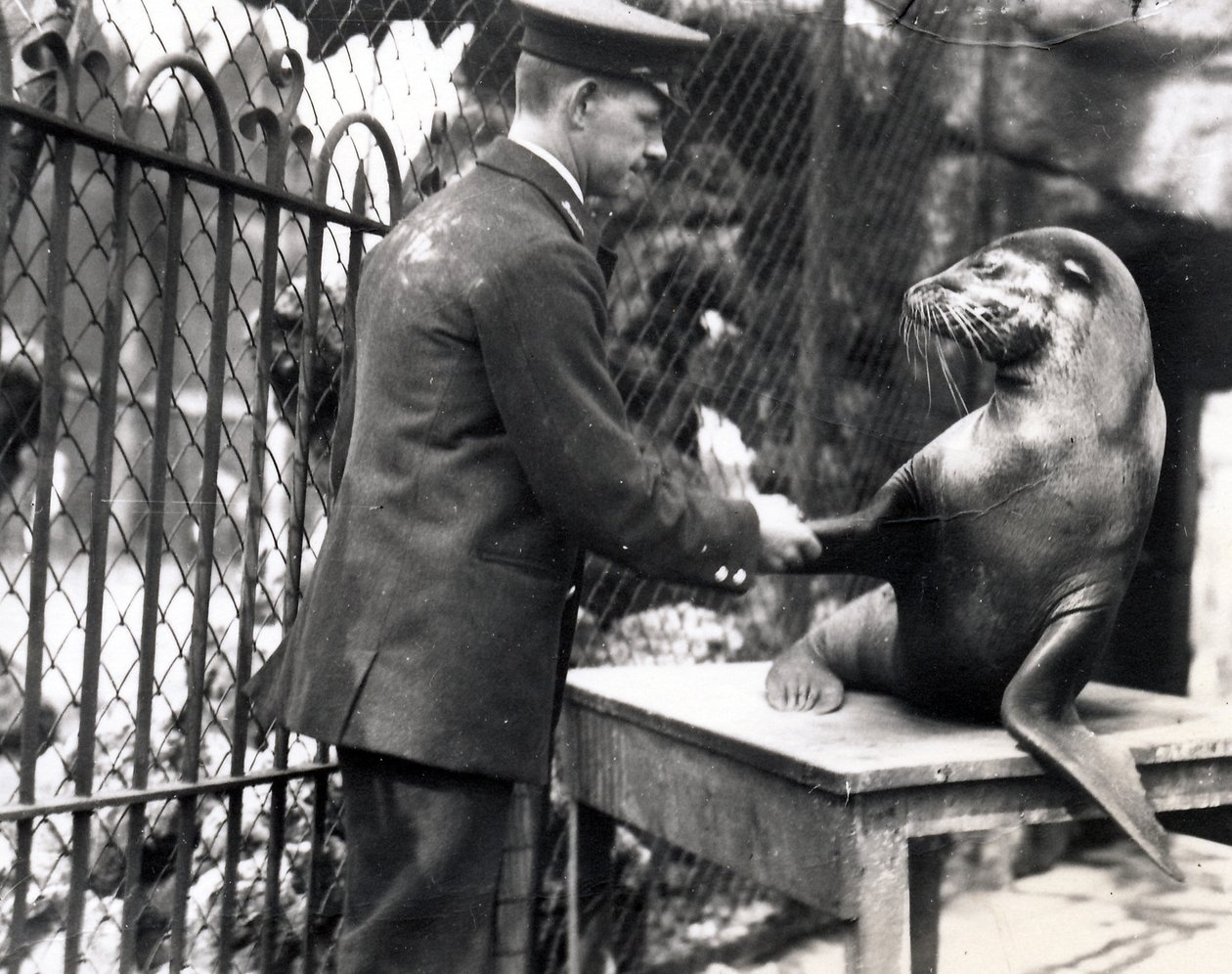 Eläintenhoitaja ja merileijona kättelevät vuonna 1931. tekijältä Frederick William Bond
