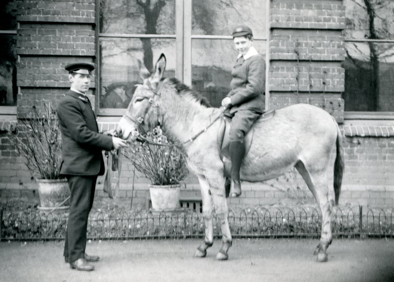 Eläintenhoitaja johtaa aasia, jolla poika ratsastaa, Lontoon eläintarha, kesäkuu 1913. tekijältä Frederick William Bond