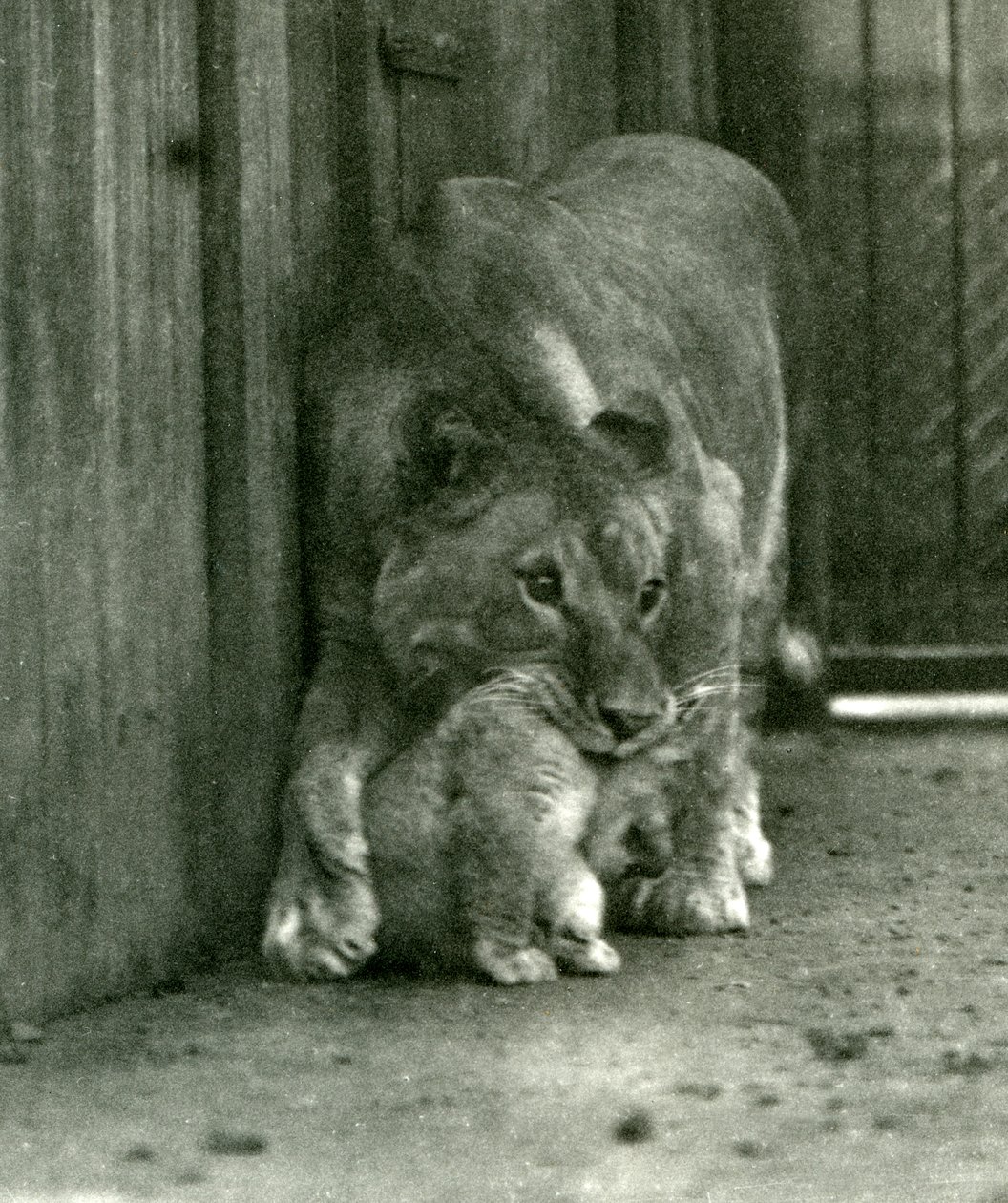 Leijona, joka aikoo nostaa pentuaan, joka oli syntynyt eläintarhassa, kaularatasta, Lontoon eläintarha, lokakuu 1923 (bw kuva) tekijältä Frederick William Bond
