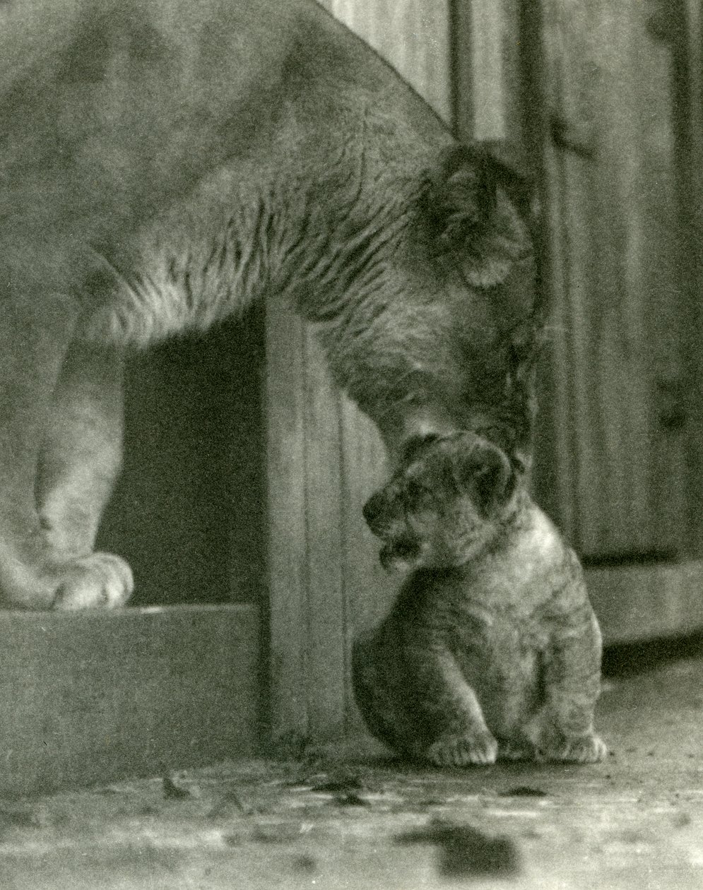 Leijona, joka aikoo nostaa pentuaan, joka oli syntynyt eläintarhassa, kaularatasta, Lontoon eläintarha, lokakuu 1923 (bw kuva) tekijältä Frederick William Bond
