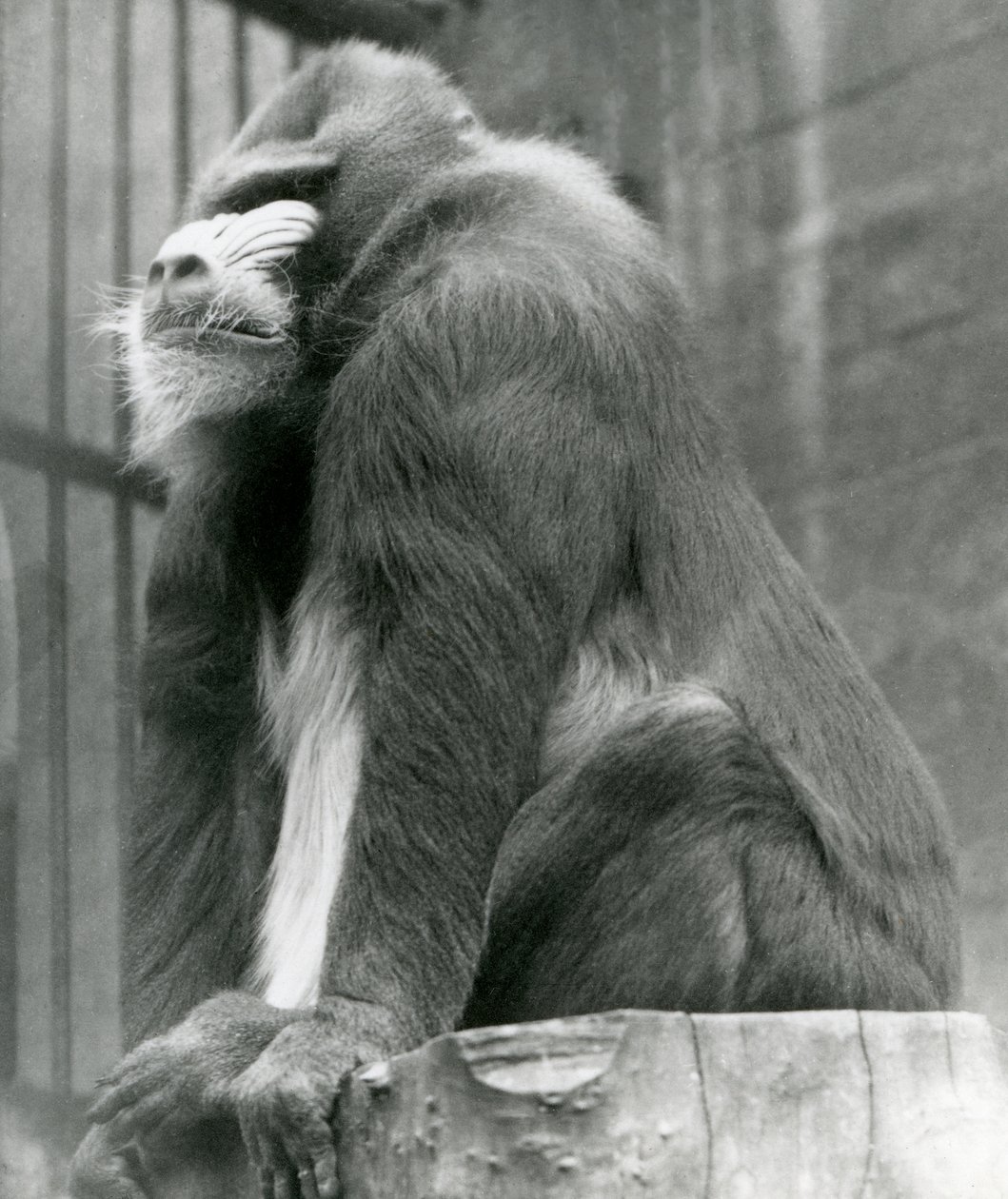 Uros Mandrill George istuu puulla aitassaan, Lontoon eläintarha, elokuu 1923 (bw kuva) tekijältä Frederick William Bond