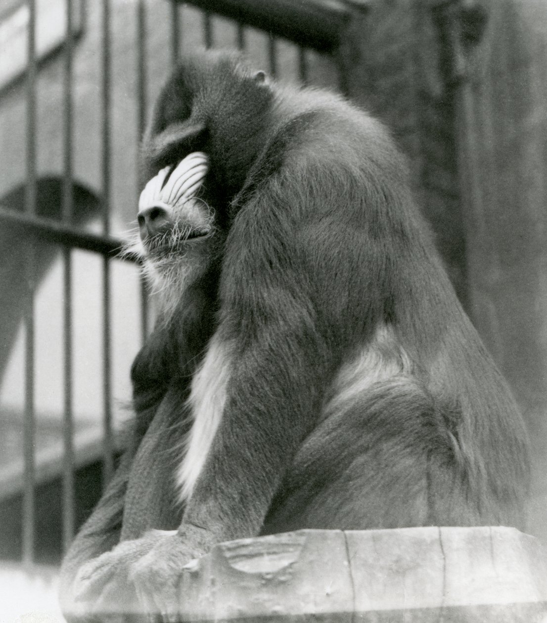 Uros Mandrill George istuu puulla aitassaan, Lontoon eläintarha, elokuu 1923 (bw kuva) tekijältä Frederick William Bond